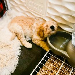 Goldendoodle Puppies from Lundee Doodles