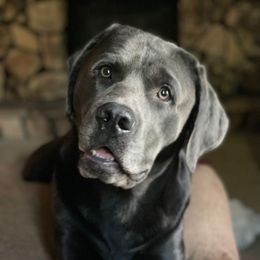Magnum - Labrador Retriever