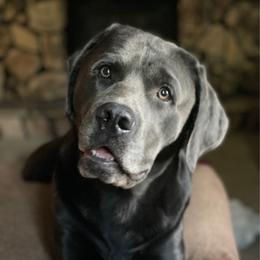 Magnum - Labrador Retriever