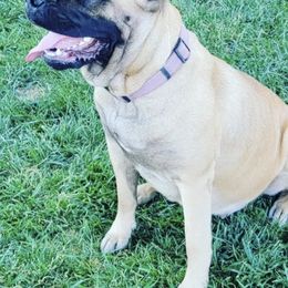 Cane Corso from Benjamin Ruezga's Cane Corsos