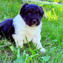 Belle - Black tri-color female Aussiedoodle puppy in Missouri from Mini AussieDoodles on Meadow Lane