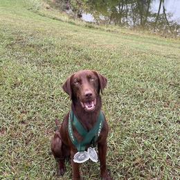 Whiskey - Labrador Retriever