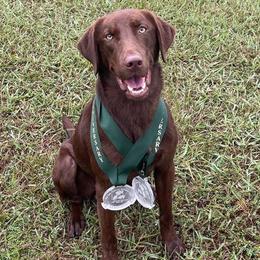 Whiskey - Labrador Retriever