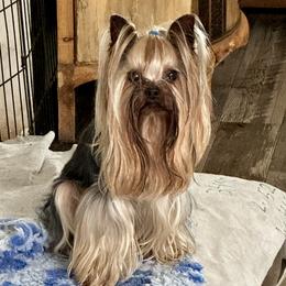 Ronin - Yorkshire Terrier