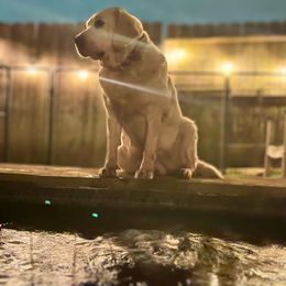 Macey - Labrador Retriever