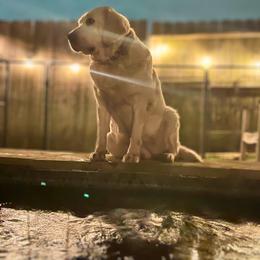 Macey - Labrador Retriever