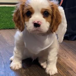 Cavalier King Charles Spaniel Puppies from Austin Cavaliers