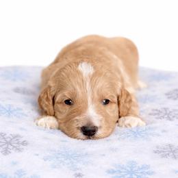 Clemson - Apricot male Aussiedoodle puppy in High Point, North Carolina from Kingsfield Doodles