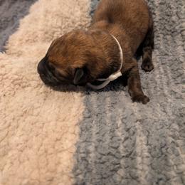 White collar male - Mahogany male Belgian Malinois puppy in Paynes Corner, Virginia from Von-Zito Belgian Malinois