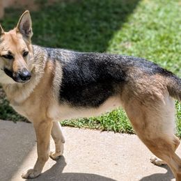 Border Collies and German Shepherds from Dog's Play