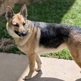 Border Collies and German Shepherds from Dog's Play