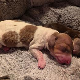 Pie - Piebald female Dachshund puppy in West Plains, Missouri from Spring Creek Dachshunds
