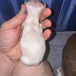 Puppy 4 - Cream male Dachshund puppy in Copperas Cove, Texas from Creme de la Creme Dachshunds
