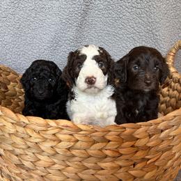 Goldendoodle puppies from Arizona West Valley Goldendoodles
