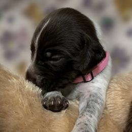 Pink reserved - Liver roan female German Shorthaired Pointer puppy in Hardeman County, Tennessee from Howell Farm GSP