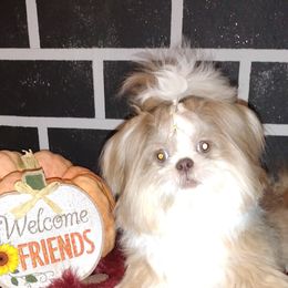 Barney - Shih Tzu