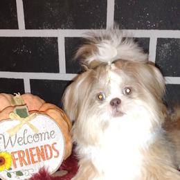 Barney - Shih Tzu