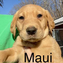 Maui - Yellow male Labrador Retriever puppy in Mineral, Virginia from Canine Assist