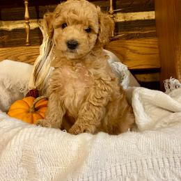 Latte - Apricot female Poodle puppy in Ephrata, Pennsylvania from Ella’s Cottage Poodles