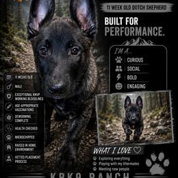 Dutch Shepherd Puppies from KBK9 Ranch