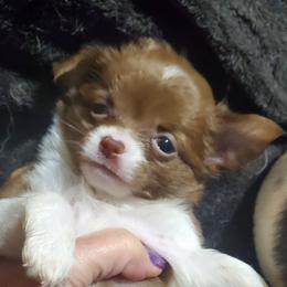 Girl 2 - Chocolate and white female Chihuahua puppy in Oklahoma City, Oklahoma from Teacup Chihuahuas and Friends