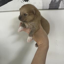 Pomeranian Puppies from Divine Valley Poms