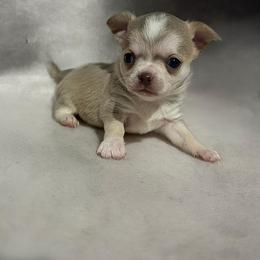 Pope - Chocolate sabled fawn male Chihuahua puppy in Royal Center, Indiana from Marvelous Chihuahuas