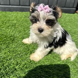 Girl ( Purple ) - Parti female Yorkshire Terrier puppy in Massachusetts from Happy Tail Yorkies and Maltese