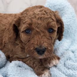 Oakley - Red  male Goldendoodle puppy in Kansas City, Kansas from Bella & Ivy’s Mini Goldendoodles of KC