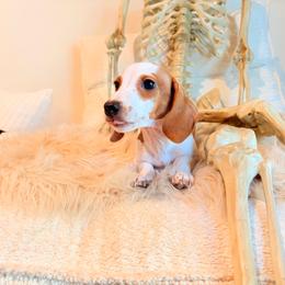 Hunter - Dapple male Dachshund puppy in Washburn, Tennessee from Clinch Mountain Dachshunds