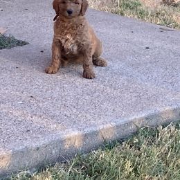 Goldendoodle Puppies from Goldendoodle’s Love