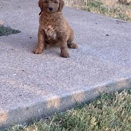 Goldendoodle Puppies from Goldendoodle’s Love