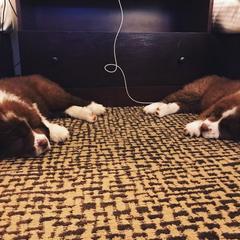 Karakachan Puppies from Karluk Acres Karakachans