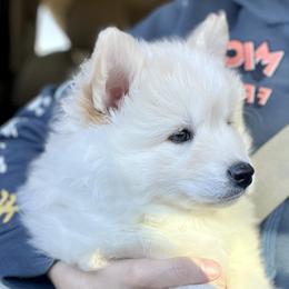 Pomsky Puppies from Destiny Pomskies LLC