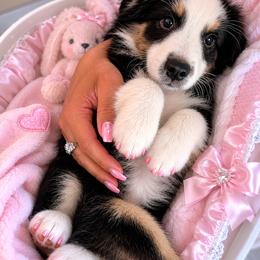 Girl - Black tri female Miniature Australian Shepherd puppy in Florida from All Champions Mini Aussies & ABW Great Danes