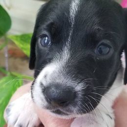 Boy 3 SH - Piebald male Dachshund puppy in La Monte, Missouri from Wulff's East LA Puppies