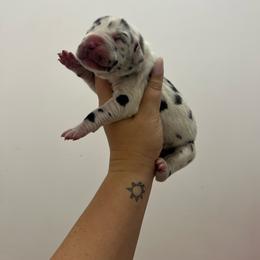 Yellow collar - Harlequin female Great Dane puppy in Miami, Florida from RP DANES