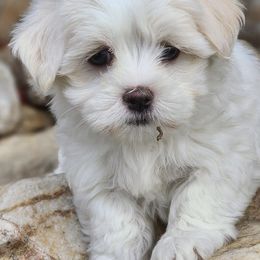Maltese from TinyPaws