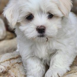 Maltese from TinyPaws