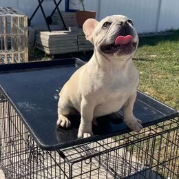 Boy 4 (black) - Cream French Bulldog puppy in Tampa, Florida from NaughtyFrenchies fl
