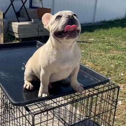 Boy 4 (black) - Cream French Bulldog puppy in Tampa, Florida from NaughtyFrenchies fl