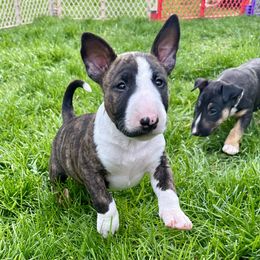 Bull Terrier Puppies from Lynn Hill Bull Terriers