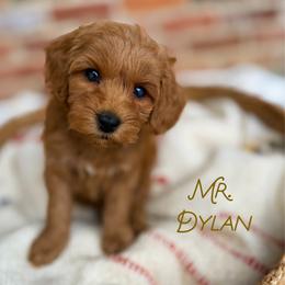 Mr. Dylan - Red  male Goldendoodle puppy in Sacramento, California from Dandy Doodles Goldendoodles