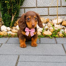 Girl 4 - Chocolate and tan female Dachshund puppy in Boston, Massachusetts from London’s puppies