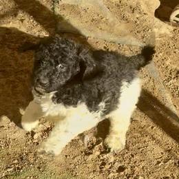 Nebby (Brandy's). - Parti female Poodle puppy in Meadowbrook, California from Standard Poodle Pups