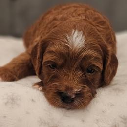 Woody - Red male Cavapoo puppy in Glendale, Arizona from Cool Cavapoos