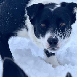 Maeve - Border Collie