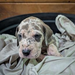 Helo - Merle male Great Dane puppy in Marlow, New Hampshire from Fox Hill Danes