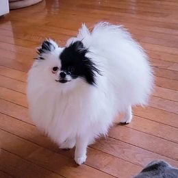 Vivi - Pomeranian