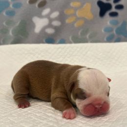 Frank - Red and white male Bulldog puppy in Charlotte, North Carolina from Golden Leaf Kennels LLC